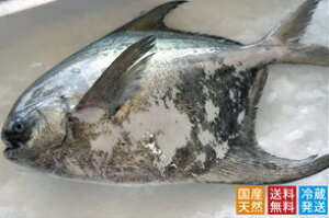 はも 魚の人気商品 通販 価格比較 価格 Com はも 魚の人気商品 通販 価格比較 価格 Com