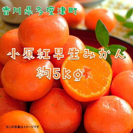 【ふるさと納税】『小原紅早生みかん』約5kg【予約受付中！令和8年11月下旬より発送】〔提供：株式会社ことひら街道〕しあわせ製麺 香川県オリジナル品種 濃厚な甘さ