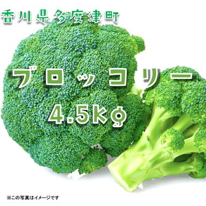 �y�ӂ邳�Ɣ[�Łz�u���b�R���[�@�󂠂��4.5kg�@�T�C�Y���܂����k�񋟁F���ƂЂ�X���l�u���b�R���[�X�v���E�g �X�e�B�b�N�Z�j���[��