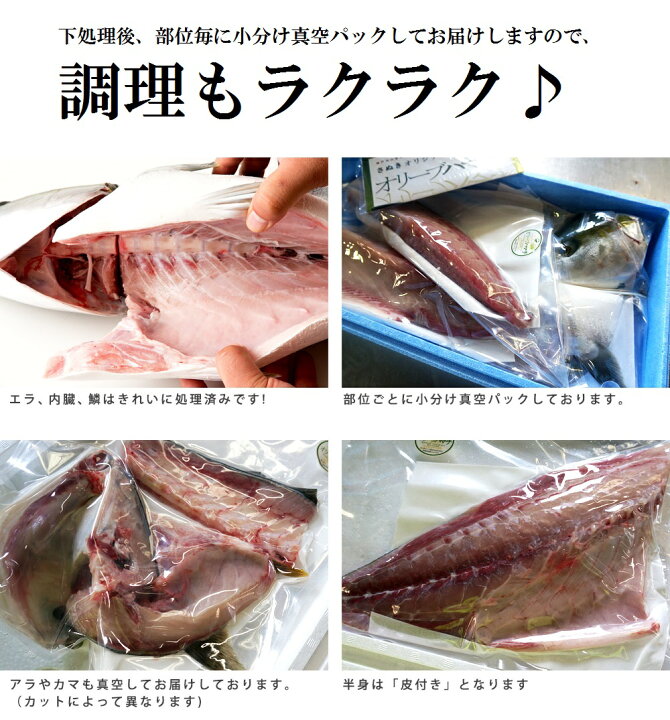 楽天市場 ふるさと納税 予約受付中 4kg超のオリーブハマチのハーフサイズをお届けします 選べるカット お届け 冷蔵 お刺身や漬け丼 照り焼き しゃぶしゃぶにオススメ 香川県多度津町 楽天市場 ふるさと納税 予約受付中 4kg超のオリーブハマチのハーフサイズをお届けします 選べるカット お届け 冷蔵 お刺身や漬け丼 照り焼き しゃぶしゃぶにオススメ 香川県多度津町