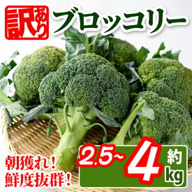 【ふるさと納税】＜先行予約！2026年11月中旬以降順次発送予定＞＜訳あり・家庭用＞＜選べる用量＞香川県産 ブロッコリー(約2.5kg・約4kg) 国産 鮮度抜群 野菜 産地直送 新鮮 冷蔵便 【man058-AB】【Aglio nero】