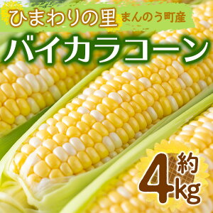 yӂ邳Ɣ[Łzs\I2026N6{ȍ~\聄oCJR[ (4kg) gERV Ƃ낱 Ƃ R[  Ė  Yn VN  쌧 Y ʕ xW