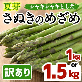 【ふるさと納税】＜期間限定！2025年6月上旬以降順次発送＞＜選べる容量＞夏芽！訳ありさぬきのめざめ (約1kg・約1.5kg)　満足　アスパラガス　家庭用 国産 香川県 冷蔵 グリーン 旬 訳アリ【man082・man083】【Aglio nero】