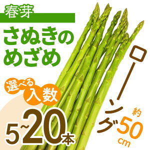 yӂ邳Ɣ[Łzs\I2026N2{ȍ~\聄IׂtIOI50cmI AXpKX ʂ̂߂ (5{E10{E20{) Y  AXp VN ①
