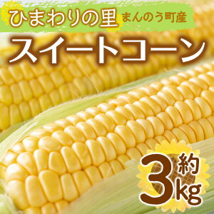 yӂ邳Ɣ[Łzs\I2026N6{ȍ~\聄CG[R[(3kg) Y gERV  R[ Ƃ낱 Yn VN ① yman113zyAglio neroz