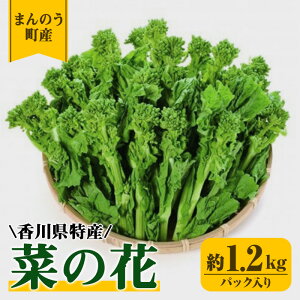 yӂ邳Ɣ[ŁzԌI2025N12{ȍ~\聄؂̉(1.2kg/pbN) Ȃ̉ t t  Yn VN  쌧 Y ʕ xW^u { lC  Vo