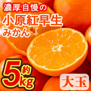 yӂ邳Ɣ[ŁzԌI2025N11{ȍ~\聄쌧Y g݂(5kg/) Y ʕ ʎ  t[c ݂  Vo yman359zyAglio neroz