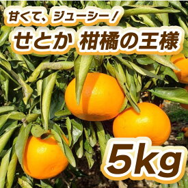 【ふるさと納税】 【2027年2月中旬頃から順次発送】せとか(瀬戸香)柑橘の王様 5kg 柑橘 果物 フルーツ せとか みかん 松山市 愛媛県