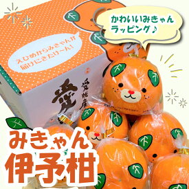 【ふるさと納税】 【2027年2月上旬頃から順次発送】 みきゃんいよかん 2kg｜ いよかん 伊予柑 イヨカン みきゃん 柑橘 取り寄せ ミカン みかん mikan 蜜柑 フルーツ くだもの お取り寄せ 産地直送 数量限定 人気 おすすめ 送料無料 贈答 ギフト 愛媛県 松山市