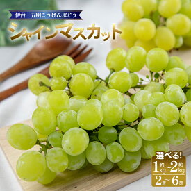 【ふるさと納税】 シャインマスカット 約1kg／約2kg 【2026年8月下旬頃から順次発送】 種なし 皮ごと食べられる 高級 ぶどう ブドウ フルーツ 果物 冷蔵 期間限定 伊台五明こうげんぶどう 甘い 芳醇な香り 贈答用 ギフト 家庭用 人気 お取り寄せ 愛媛県 松山市 送料無料