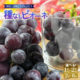 【ふるさと納税】 種なしピオーネ 約1kg／約2kg 【2026年8月下旬頃から順次発送】 大粒 ぶどう ブドウ フルーツ 果物 冷蔵 期間限定 伊台五明こうげんぶどう 甘い 種無し 皮離れ良好 ジューシー 贈答用 ギフト 家庭用 人気 お取り寄せ 愛媛県 松山市 送料無料