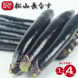 【ふるさと納税】 訳あり 松山長なす 約1kg または 約4kg 【2026年8月上旬より順次発送】 | 夏野菜 茄子 わけあり ナス 長なす ワケアリ 長ナス 野菜 国産 国内産 新鮮 常温発送 愛媛県 松山市