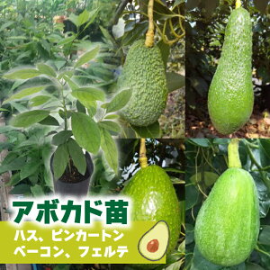 yӂ邳Ɣ[Łz yIׂzA{Jhڂؕc nX sJ[g x[R tFe 1Nc1{ bc K[fjO _ ƒ؉  A{Jh ڂ Y A{Jh T_ A{Jh