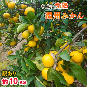 �y�ӂ邳�Ɣ[�Łz �y�󂠂�z���Q �����Y ���B�݂��� 4kg �܂��� 10kg �Y�n���� �ƒ�p�i�݂��� �Y�n���� �݂��� ���� �{ �킯���� �󂠂� ���k �ʕ� �t���[�c ���x ���Q ���R�j �����炿 ���Q 