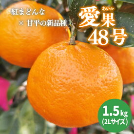 【ふるさと納税】 【2026年3月下旬から発送予定】 あいか 愛果48号 約 1.5kg 6玉 特選品 期間限定 愛媛県産 みかん 蜜柑 オレンジ 柑橘 果物 フルーツ 贈答 贈り物 おすすめ 愛媛県 松山市