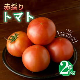 【ふるさと納税】 【6月下旬頃から順次発送】トマト 2kg 麗月トマト 赤採れ 完熟 大玉 甘い 酸味 野菜 産地直送 数量限定 新鮮 国産 フルーツトマト サラダ 加工 ジュース用 健康 美味しい 人気 おすすめ ギフト 贈答 朝採れ 家庭用 贅沢 フレッシュ 愛媛県 松山市 moto farm