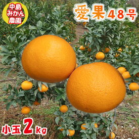 【ふるさと納税】 【2026年3月から発送予定】 愛果48号 小玉 2kg 愛媛県 中島産 | 紅プリンセス 紅ぷりんせす 同品種 あいか 家庭用 先行予約 高級 蜜柑 ミカン みかん ジューシー 甘い 柑橘 フルーツ 果物 人気 お取り寄せ 期間限定 数量限定 中島みかん農園 愛媛県 松山市