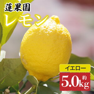 yӂ邳Ɣ[Łz ys\z O[ y 9甭z CG[ y 2026N1{甭z ƒp  2.5kg / 5.0kg h bNX sgpb 󂠂  EG n 