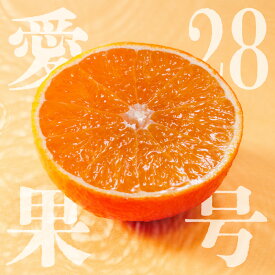 【ふるさと納税】【順次発送中】 愛果28号 ( 紅まどんな と同品種 ) 家庭用 お試し1kg / 2.5kg / 5kg | みかん あいか 紅マドンナ と 同品種 ミカン 蜜柑 まどんな マドンナ 訳ありフルーツ 柑橘 果物 おすすめ 高級 人気 お取り寄せ 5000円 ギフト 愛媛県 松山市 蓮果園