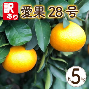 yӂ邳Ɣ[Łz y󂠂z 28 5kg y12{~12{\z | Qʎ28  28 ݂ k ACJ s\ ~J 񂫂 ʕ t[c   