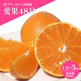 【ふるさと納税】 【2027年3月上旬頃から順次発送】 愛果48号 (紅プリンセスと同品種) 1.0 / 3.0kg ｜あいか 愛果 紅まどんな × 甘平 紅プリンセス と同品種 みかん 蜜柑 ミカン 柑橘 果物 フルーツ 松山市産みかん 新品種 酸味 おすすめ お取り寄せ グルメ 愛媛県 松山市