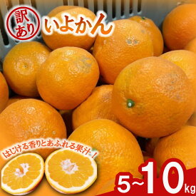 【ふるさと納税】 【先行予約】 訳あり みかん 伊予柑 5kg / 10kg 【1月中旬~発送予定】 | みかん ミカン 蜜柑 mikan 柑橘 いよかん イヨカン ワケアリ 家庭用 ふるさと納税みかん ふるさと納税訳ありみかん 5000円 フルーツ 果物 愛媛県 松山市 送料無料