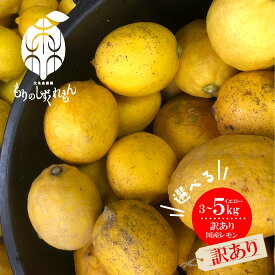 【ふるさと納税】 【先行予約】数量限定 選べる容量 もりのしずくれもん レモン 3kg または 5kg 国産 レモン 愛媛 レモン 柑橘 果物 くだもの フルーツ お取り寄せ グルメ 期間限定 人気 おすすめ 愛媛県 松山市 北条森農園