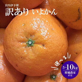 【ふるさと納税】 【2027年1月中旬頃から順次発送】【訳あり】 数量限定 伊予柑 5kg または 10kg 柑橘 果物 くだもの フルーツ お取り寄せ グルメ 期間限定 人気 おすすめ 愛媛県 松山市 北条森農園