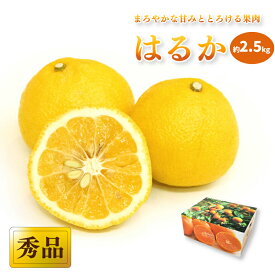【ふるさと納税】 【先行予約】【2026年2月中旬から発送予定】はるか ＜秀品＞ 約 2.5kg (M-Lサイズ) ギフトBOX入り | みかん はるか 秀品 はるか 柑橘 はるか みかん はるか 贈答 はるか みかん 贈答箱 愛媛県 松山市 ココオ Koko'o