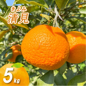 yӂ邳Ɣ[Łz y2026N2{蔭z_͔| 2kg / 5kg / 10kg ( ʑI Y Q݂ Q Q~J ݂ ~J mikan  k t[c ʕ  
