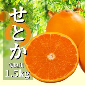 【ふるさと納税】 ＜2027年2月頃から順次発送＞せとか 家庭用 約1.5kg | 愛媛 みかん 蜜柑 柑橘 果物 くだもの フルーツ お取り寄せ グルメ 期間限定 数量限定 人気 おすすめ 愛媛県 松山市