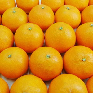 yӂ邳Ɣ[Łz 󂠂 ݂ 28 4kg ~J mikan Qʎ28 g܂ǂ g}hi Ɠi ܂ǂ Q Rs