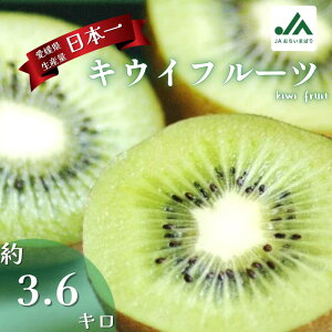 yӂ邳Ɣ[Łzys\zLECt[c L`M 30`33 yLB02570z O[LEC JAI Y 3.6kg u₩HŊÂ킢 Y Ԍ Yi {̉ʕ t[c ʕ  fU[