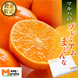【ふるさと納税】【先行予約】マルハ果樹園 プレミアムまどんな 11月中旬から発送 12~15玉 先行予約 今治産 特選 まどんな マドンナ 化粧箱入 高級みかん 甘いみかん まどんなふるさと納税 ふるさと納税まどんな フルーツ 柑橘 果物 愛媛みかん【K002290】