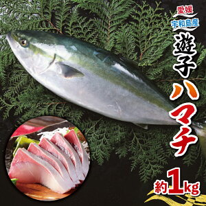【ふるさと納税】 ハマチ セット 計 1kg 愛媛県漁業協同組合遊子支所 遊子 出世魚 ブリ 鰤 皮なし 皮付き ハマチカマ ブロック 加工 真空パック 小分け 流水解凍 刺身 お刺身 刺し身 お刺し身