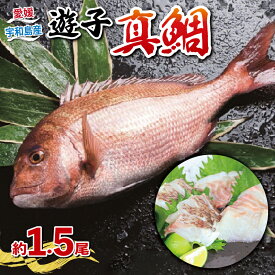 【ふるさと納税】 真鯛 セット 計 1.5kg 愛媛県漁業協同組合遊子支所 遊子 鯛 タイ マダイ 養殖真鯛 魚介 刺身 お刺身 刺し身 お刺し身 皮なし 皮付き フィーレ フィレ 加工 タイカマ 人気 鯛めし お茶漬け 海鮮 海鮮丼 漬け丼 鯛しゃぶ 煮付け 国産 愛媛 宇和島 D012-022004