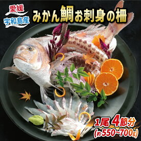 【ふるさと納税】 みかん鯛 550～700g 1尾 4節 宇和島プロジェクト 刺身 お刺身 お刺し身 刺し身 みかん 柑橘 真鯛 鯛 マダイ タイ 真空パック フィーレ お手軽 鯛めし 鯛茶漬け 鯛しゃぶ 塩焼き 煮付け アレンジ 冷蔵 国産 愛媛 宇和島 D022-071004