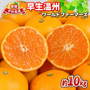 yӂ邳Ɣ[Łz B ݂  10kg [ht@[}[Y s\ B݂ ݂ ~J mikan Q݂ Q Q~J 񂵂イ ʕ  t[c k 