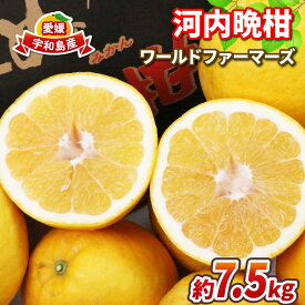 【ふるさと納税】 愛媛みかん 河内晩柑 7.5kg ワールドファーマーズ 先行予約 晩柑 かわちばんかん 和製 グレープフルーツ 愛媛ミカン 愛媛蜜柑 愛媛県産みかん 蜜柑 みかん mikan 爽やか 果物 くだもの フルーツ 柑橘 数量限定 産地直送 国産 愛媛 宇和島 B012-024010