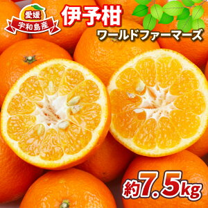 yӂ邳Ɣ[Łzɗ\ ݂ 7.5kg [ht@[}[Y s\ ɗ\ 悩  mikan Q݂ Q Q~J k ʕ  ~J Fa݂ t[c 