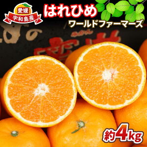 yӂ邳Ɣ[Łz ʕ ݂ ͂Ђ 4kg [ht@[}[Y ˂̐P P harehime  mikan gc݂ Q݂ Q~J Q  k t[c  i Â v