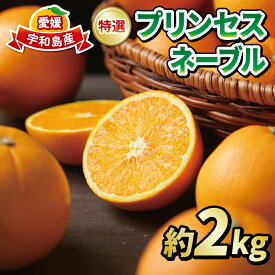 【ふるさと納税】 ネーブル オレンジ 2kg 特選 秀品 プリンセスネーブル フレッシュつちやま 先行予約 贈答用 ギフト プレゼント 高級 ネット掛け ネーブルオレンジ 果物 フルーツ 柑橘 みかん 蜜柑 愛媛みかん 農家直送 産地直送 数量限定 国産 愛媛 宇和島 B010-096001