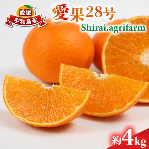 yӂ邳Ɣ[Łz 28 4kg L~3L TCY Shirai.agrifarm s\ ݂ Q~J Q mikan k ʕ  t[c  uh  i Z Â Ö  [[ vv