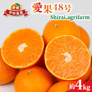 yӂ邳Ɣ[Łz 48 Vi 4kg M~3L TCY Shirai.agrifarm s\ k ݂ Q~J Q mikan k ʕ 28 Õ z  t[c  uh  