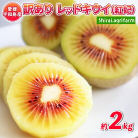 【ふるさと納税】 先行予約 訳あり キウイ 紅妃 レッドキウイ 2kg Shirai.agrifarm 訳アリ 訳あり品 訳有り わけあり サイズ 不揃い キウイフルーツ 甘い 高級 希少 果物 フルーツ デザート スイーツ 農家直送 産地直送 数量限定 国産 愛媛 宇和島 F010-115002