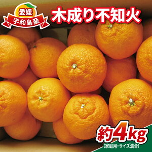 yӂ邳Ɣ[Łz ʂ ؐ sm 4kg TCY ƒp lt@[ s\ s mikan ݂ؐ  i ʕ  t[c k ݂  ~J Q݂ 