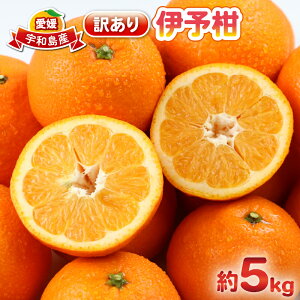 yӂ邳Ɣ[Łz Q݂ 󂠂 ɗ\ 5kg { 킯 s\ \t 悩 CJ  mikan Q݂ Q Q~J k ʕ  QY ~J Fa