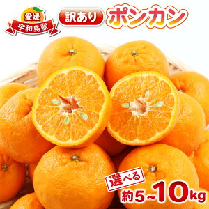 yӂ邳Ɣ[Łz |J 󂠂 Iׂ e 5kg~10kg ۂ񂩂 { ~J 󂠂i s\ mikan ݂ A fU[g RN Â ʕ  t[c k  r^~ 