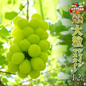 【ふるさと納税】 数量限定 大粒 種無し シャインマスカット 約1.2kg 2房 若宮農園 冷蔵便 期間限定 甘い マスカット ますかっと ぶどう ブドウ 葡萄 産地直送 農家直送 高級 人気 果物 くだもの フルーツ 贈答用 プレゼント 国産 愛媛 宇和島 F016-152001