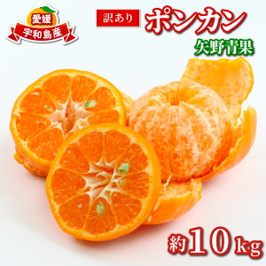 �y�ӂ邳�Ɣ[�Łz �󂠂� �|���J�� 10kg ���� �킯���� �󂠂�i ��L�� ��A�� ���Q�݂��� ���Q�~�J�� �݂��� �t���[�c ���k ���� mikan �ʕ� �������� �Â� �R�N �l�C�݂̂��� �������� �Y